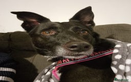 Mixed Breed dogs for adoption: ❤️Carmen — 3,5-4 years old small-to-medium girl❤️ - Advert 8