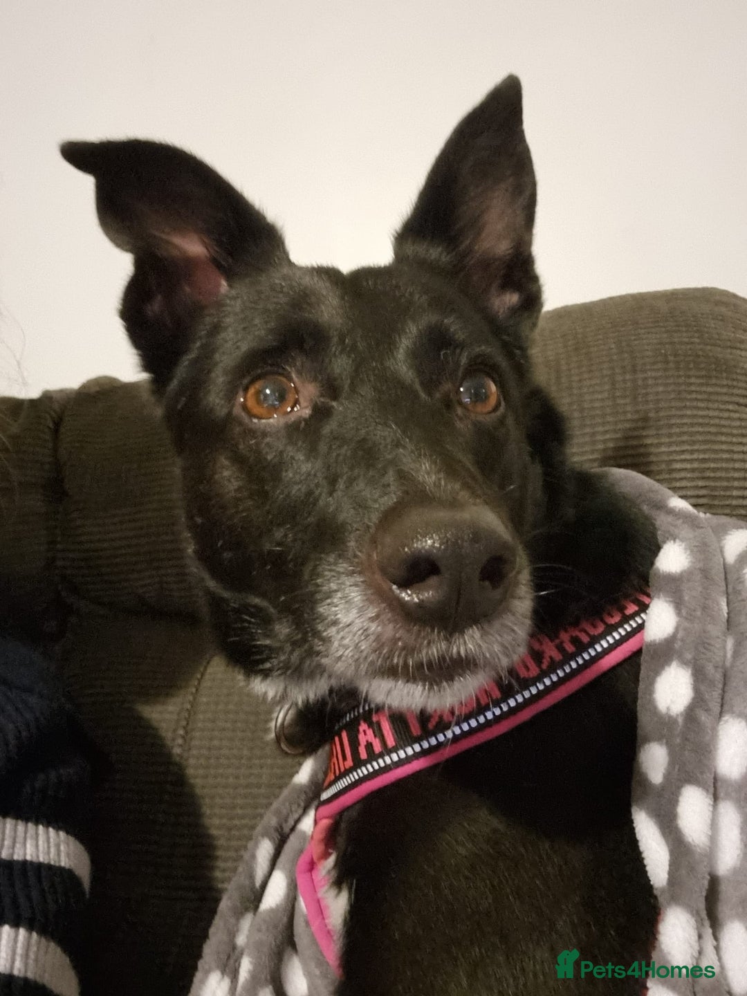 Mixed Breed dogs for adoption: ❤️Carmen — 3,5-4 years old small-to-medium girl❤️ - Advert 8