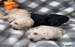 Miniature Poodle dogs for sale: Outstanding litter of mini poodles - Image 8