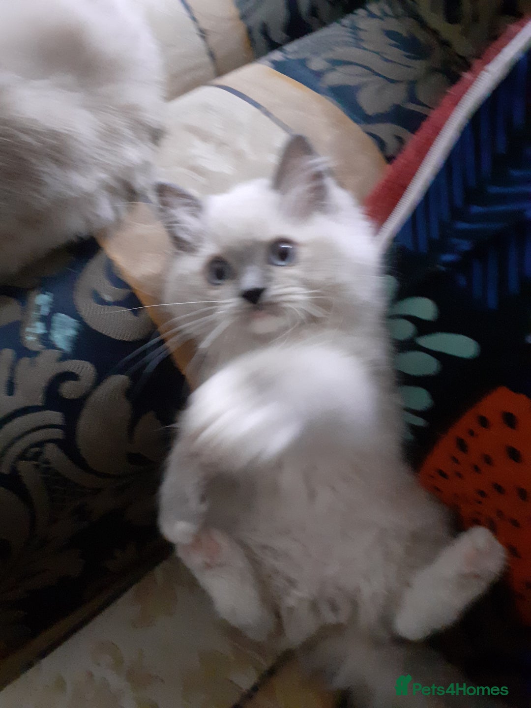 Ragdoll cats for sale: Original purebred Ragdoll kittens.Girl and boy. - Image 20