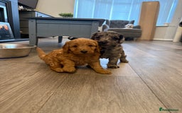 Labradoodle dogs for sale: Miniature labradoodle puppies  - Image 5