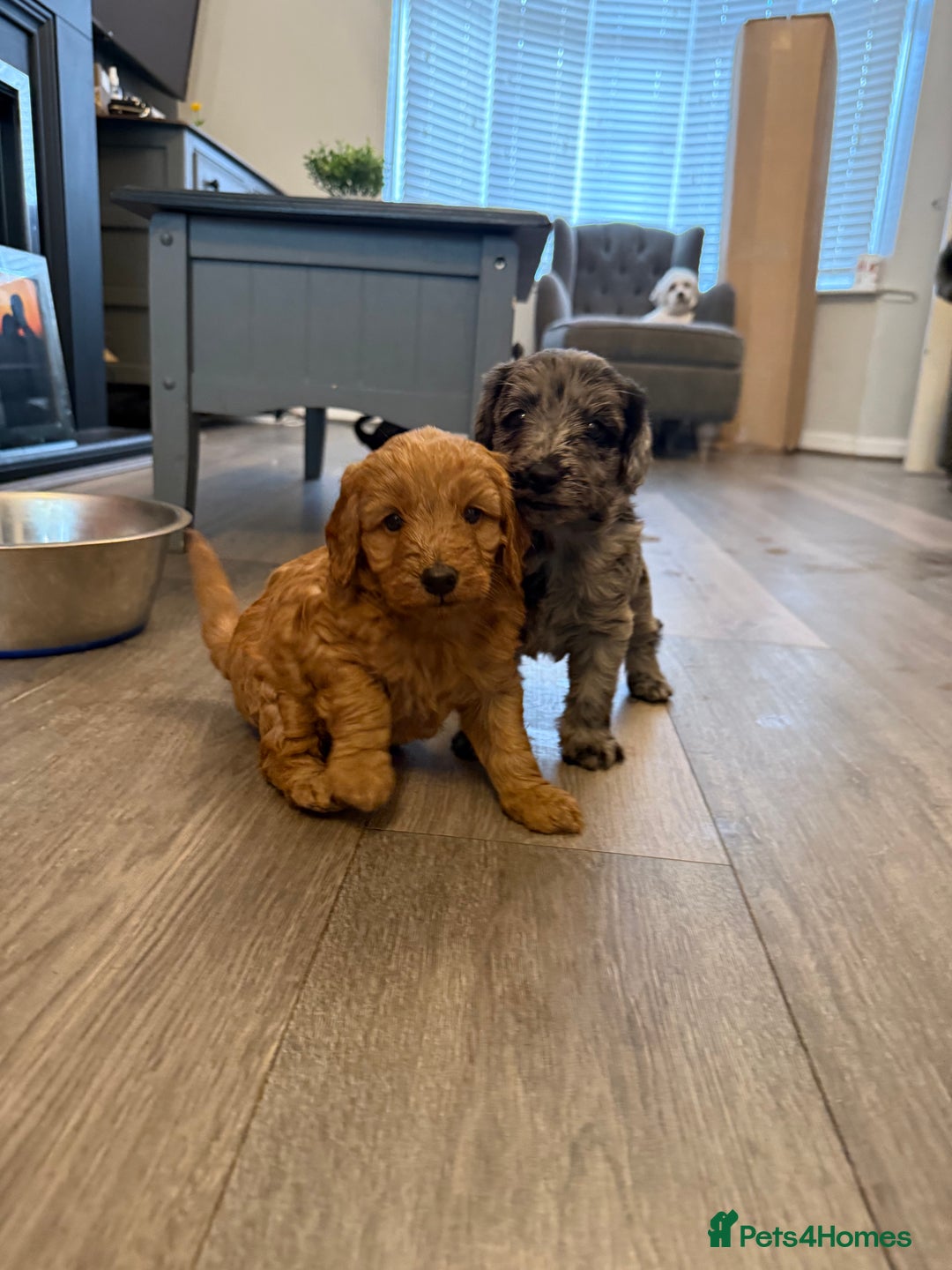 Labradoodle dogs for sale: Miniature labradoodle puppies  - Image 5