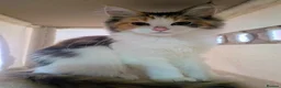 Maine Coon cats for sale: Mainecoon x Ragdoll kittens,read full description  - Advert 17