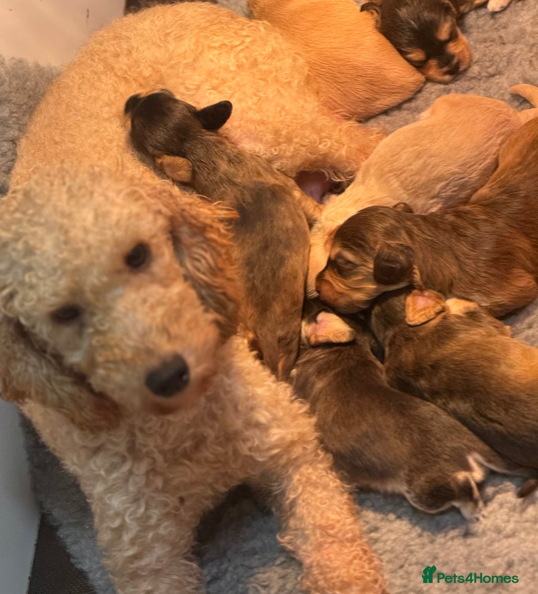 Labradoodle dogs for sale: Unique Stunning miniature doodles - Advert 11