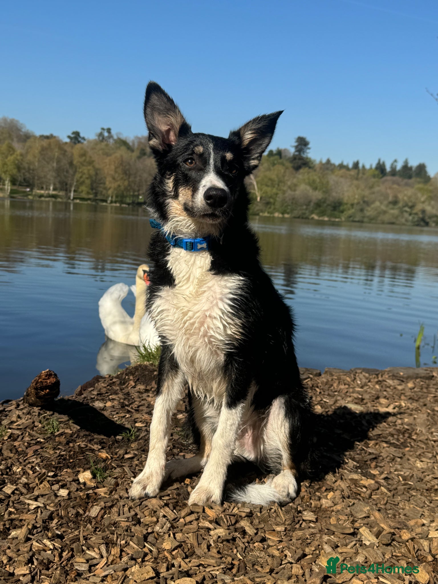 Border Collie dogs Mylo the first time stud  - Advert 1