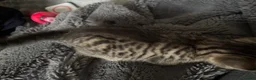 Mixed Breed cats for sale: Bengal cross kittens  - Advert 7
