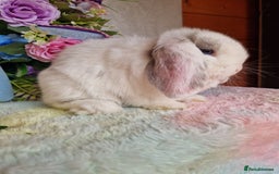 Mini Lop rabbits for sale: ⭐️pure bred minilops - Image 2