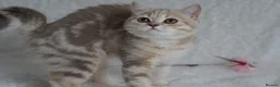 Scottish Fold cats for sale: Beautiful kittens - Advert 9