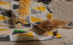 Bengal cats for sale: 💖🐱🐯Cute Half Bengel Kittens🐆🐈‍⬛💖 - Image 22