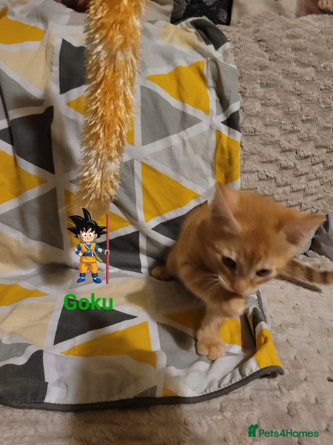 Bengal cats for sale: 💖🐱🐯Cute Half Bengel Kittens🐆🐈‍⬛💖 - Image 22