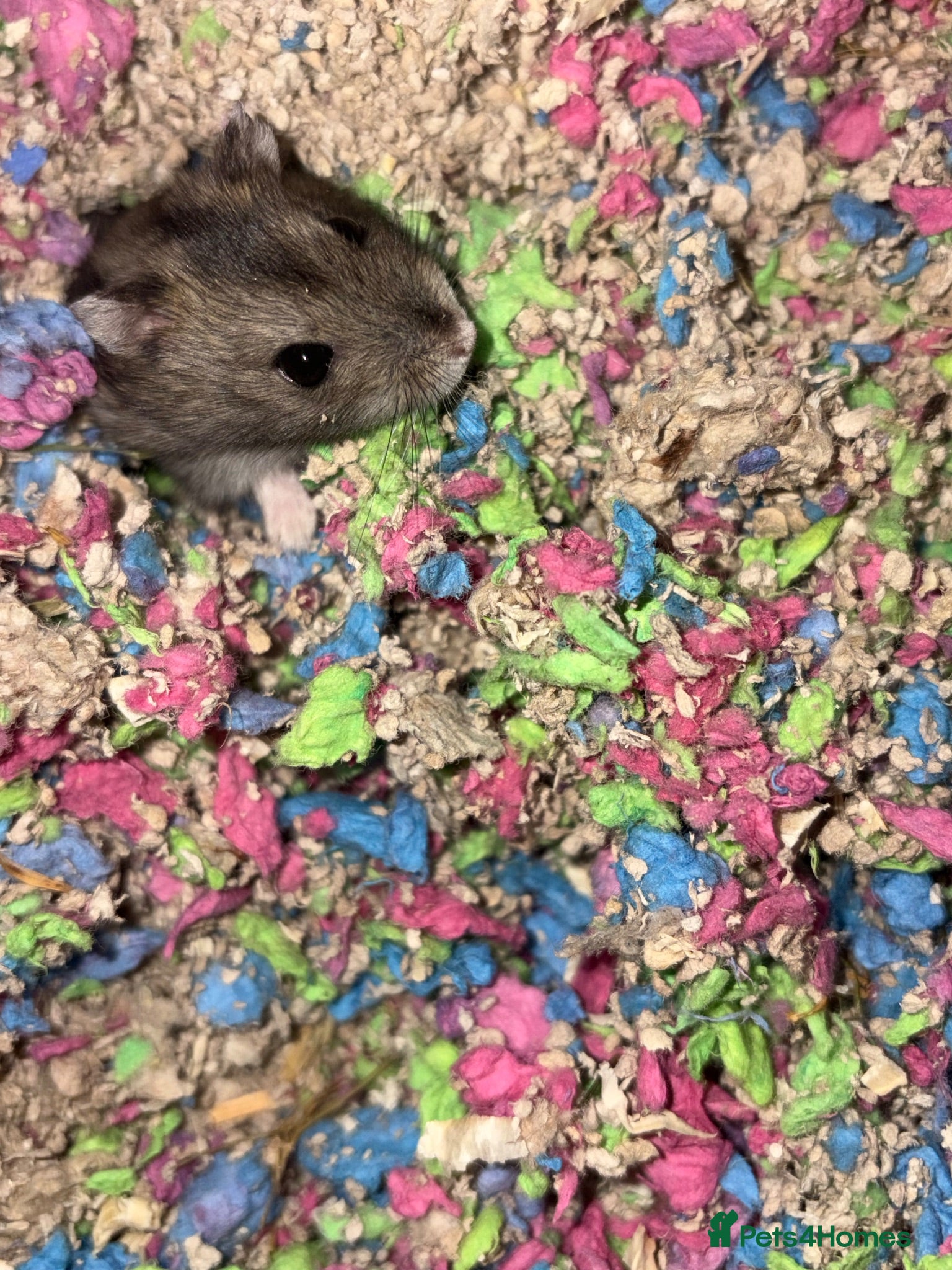 Hamster rodents Dwarf hamster  - Advert 1