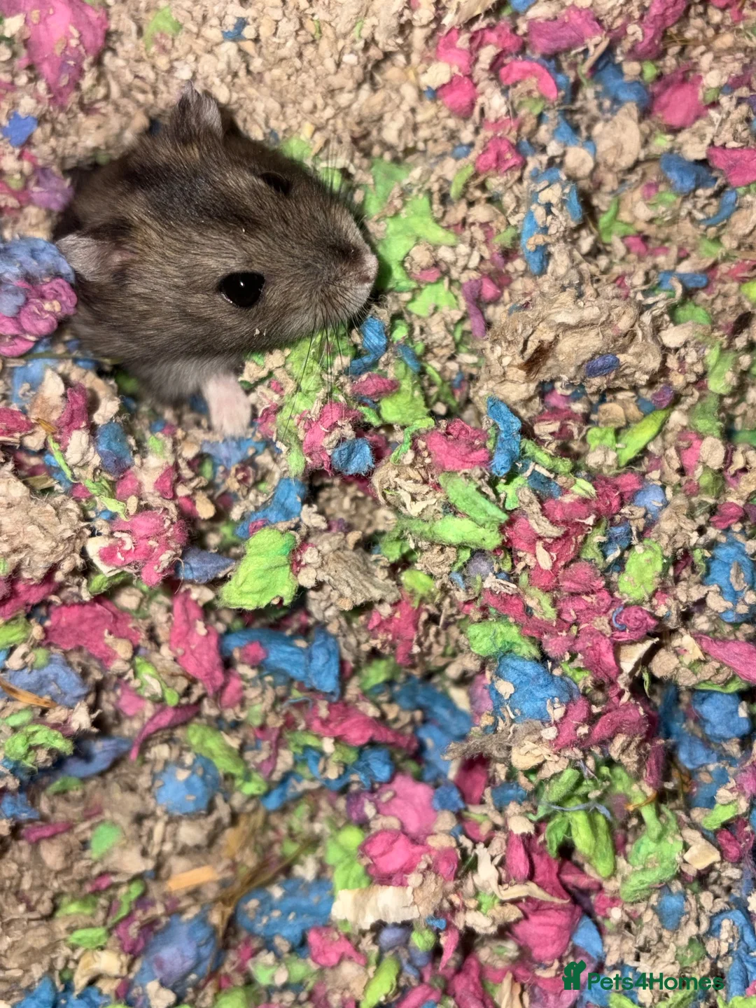 Hamster rodents for sale: Dwarf hamster  - Advert 1