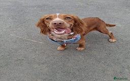Cocker Spaniel dogs for sale: Wonderful willow - Image 1