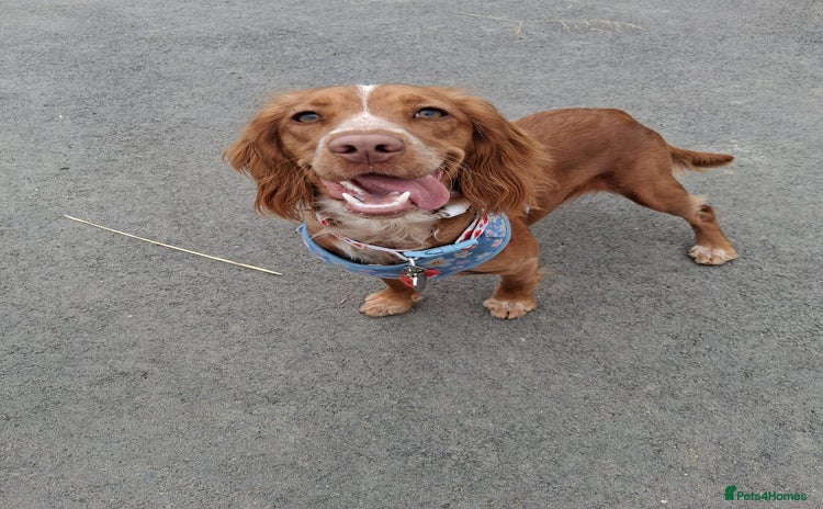 Cocker Spaniel dogs - Advert 7