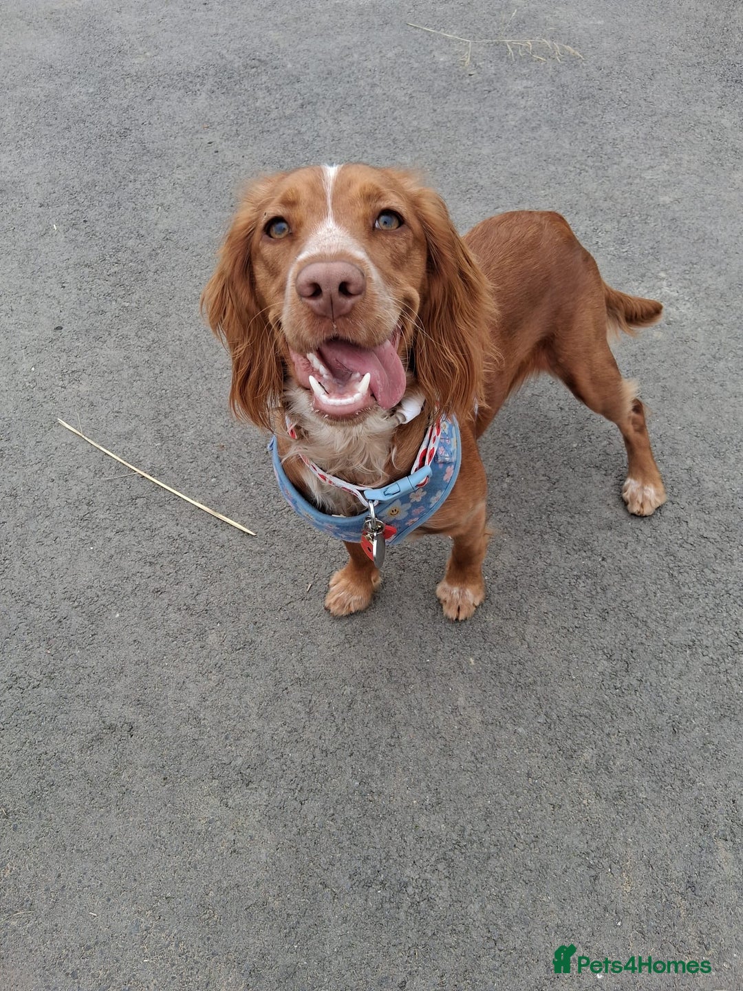 Cocker Spaniel dogs for sale: Wonderful willow - Image 1