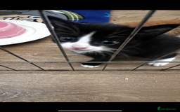 British Shorthair cats for sale: Kitten - Image 1