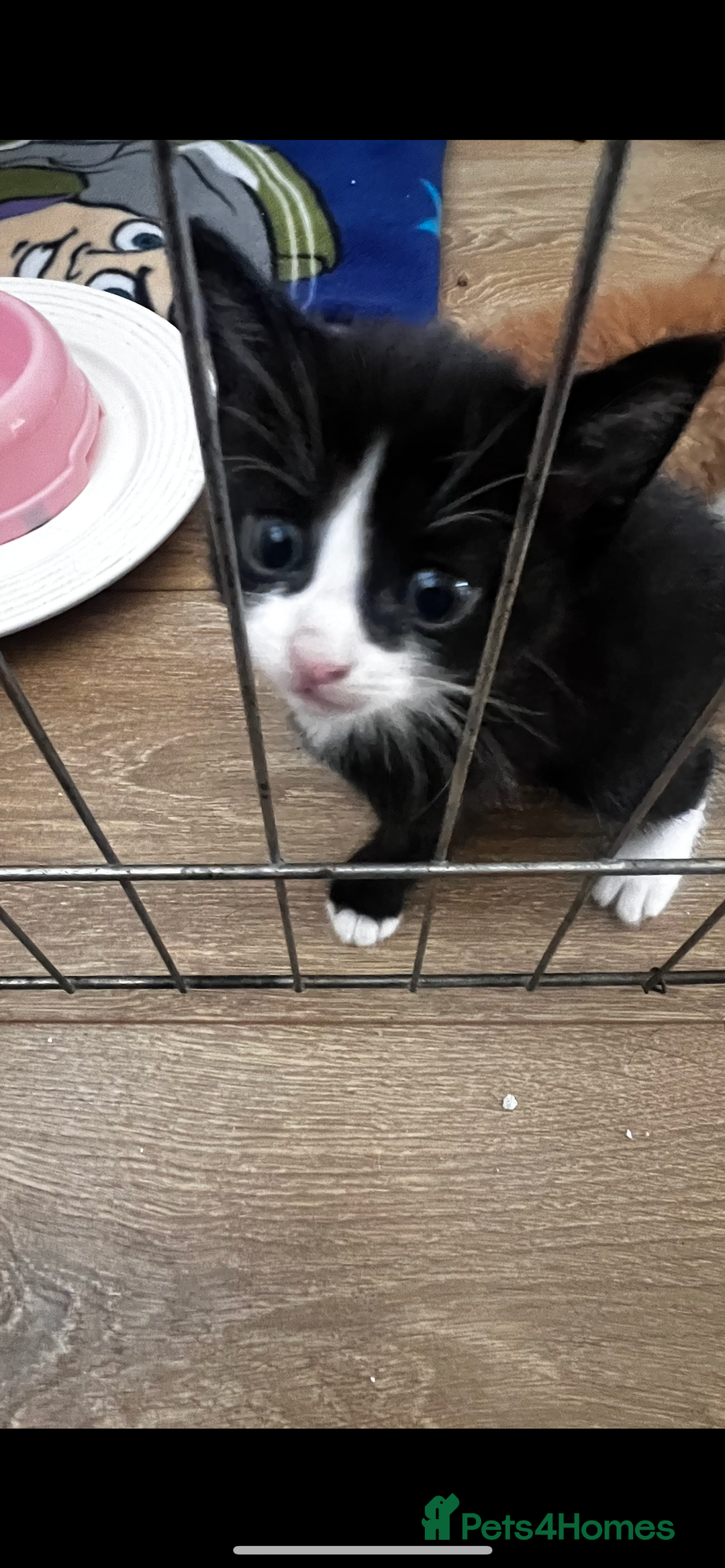 British Shorthair cats for sale: Kitten - Image 1