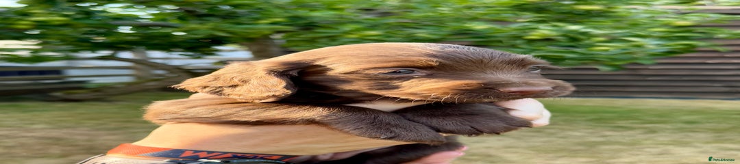 Sprocker Puppy 3