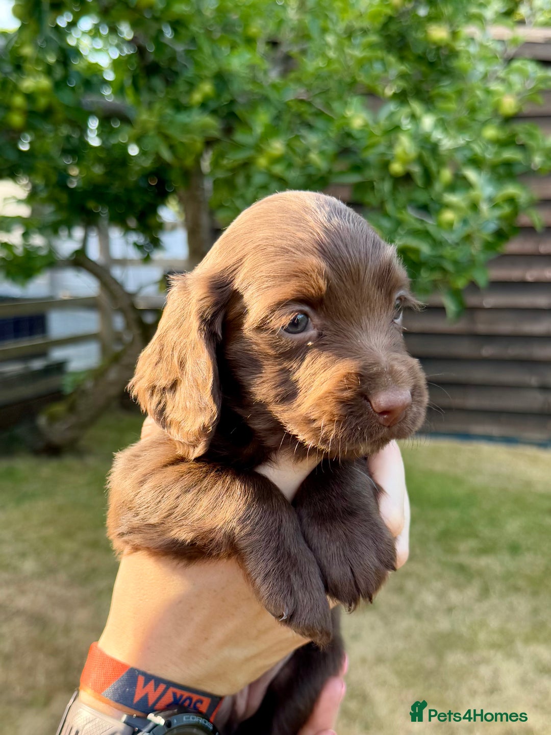 Sprocker dogs for sale: Working Sprocker Spaniel Puppies - Image 7