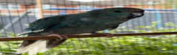 Budgerigars birds for sale: Kakarikis young pair  - Advert 1