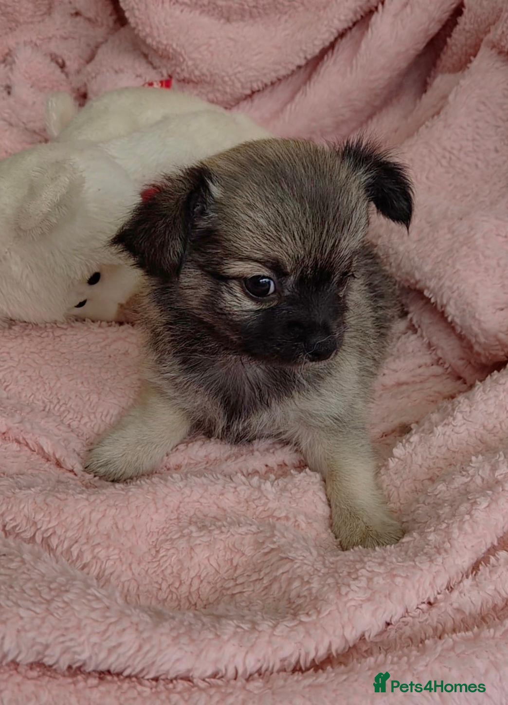Chihuahua dogs **last boy available**long Coat Chihuahua pup - Advert 21