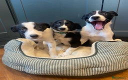 Border Collie dogs for sale: Gorgeous Sheep Dog Pups  - Image 16