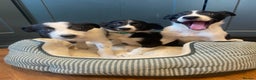 Border Collie dogs for sale: Gorgeous Sheep Dog Pups  - Advert 20