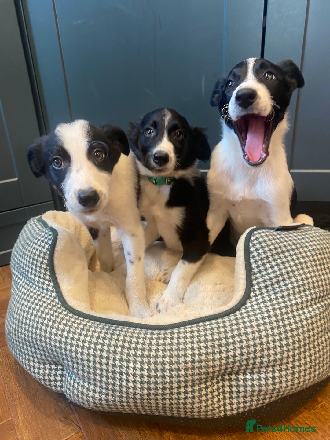 Border Collie dogs for sale: Gorgeous Sheep Dog Pups  - Image 16