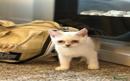 British Shorthair cats for sale: Two beautiful girls waiting for forever home  - Image 15