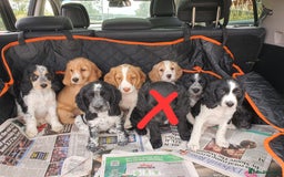 Cocker Spaniel dogs for sale: Cocker Spaniel puppies - Image 7