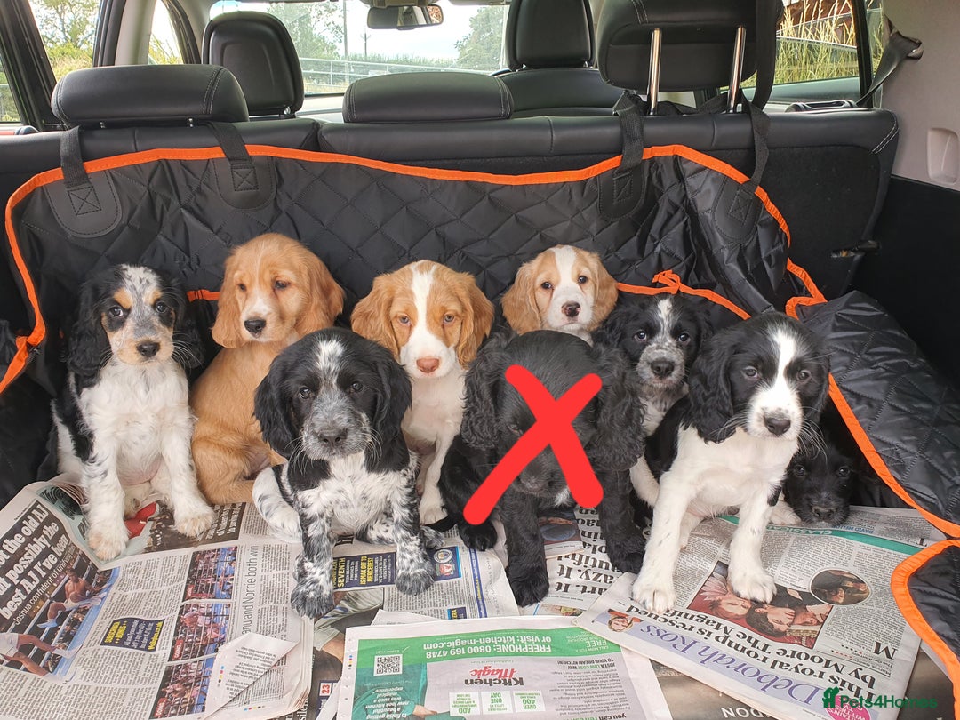 Cocker Spaniel dogs for sale: Cocker Spaniel puppies - Image 7