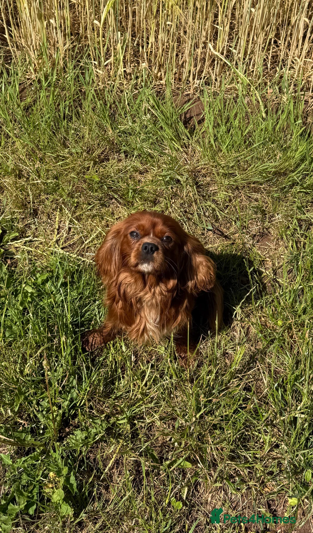 Cavalier King Charles Spaniel dogs for stud: KC Health tested Ruby CKCS Stud  - Advert 3