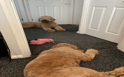 Goldendoodle dogs for sale: F1b Goldendoodles available for reservation - Image 28
