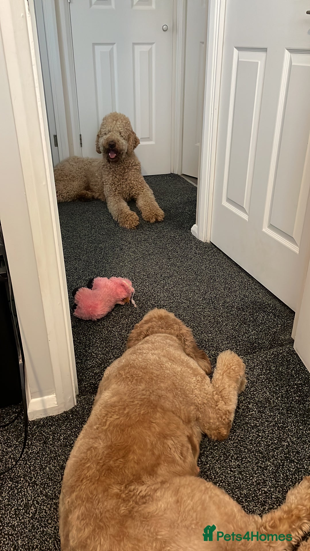 Goldendoodle dogs for sale: F1b Goldendoodles available for reservation - Image 28