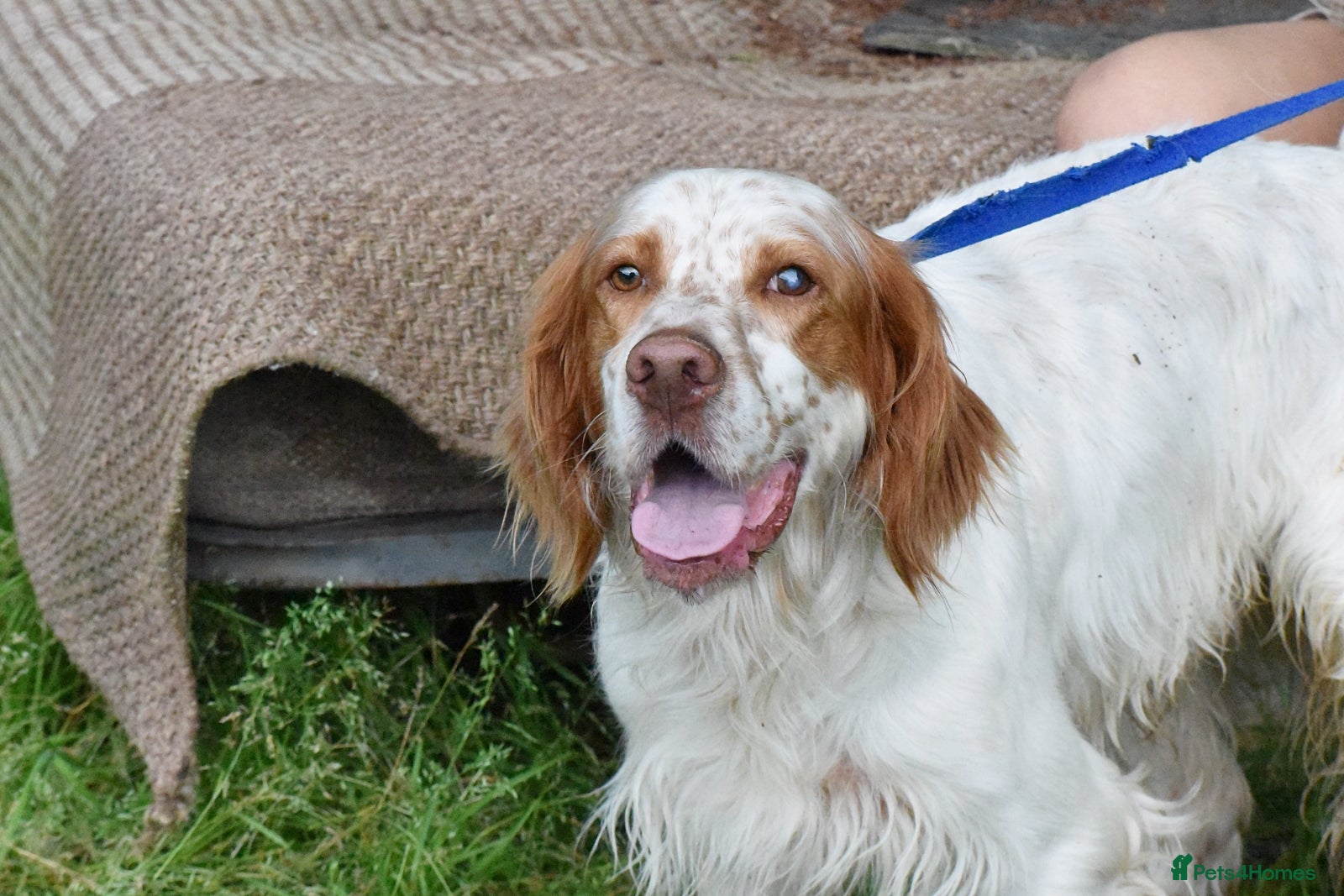 English Setter dogs for adoption: Leo   in Penryn - Advert 3