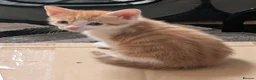 Mixed Breed cats for sale: Beautiful ginger kittens looking for loving homes  - Advert 9