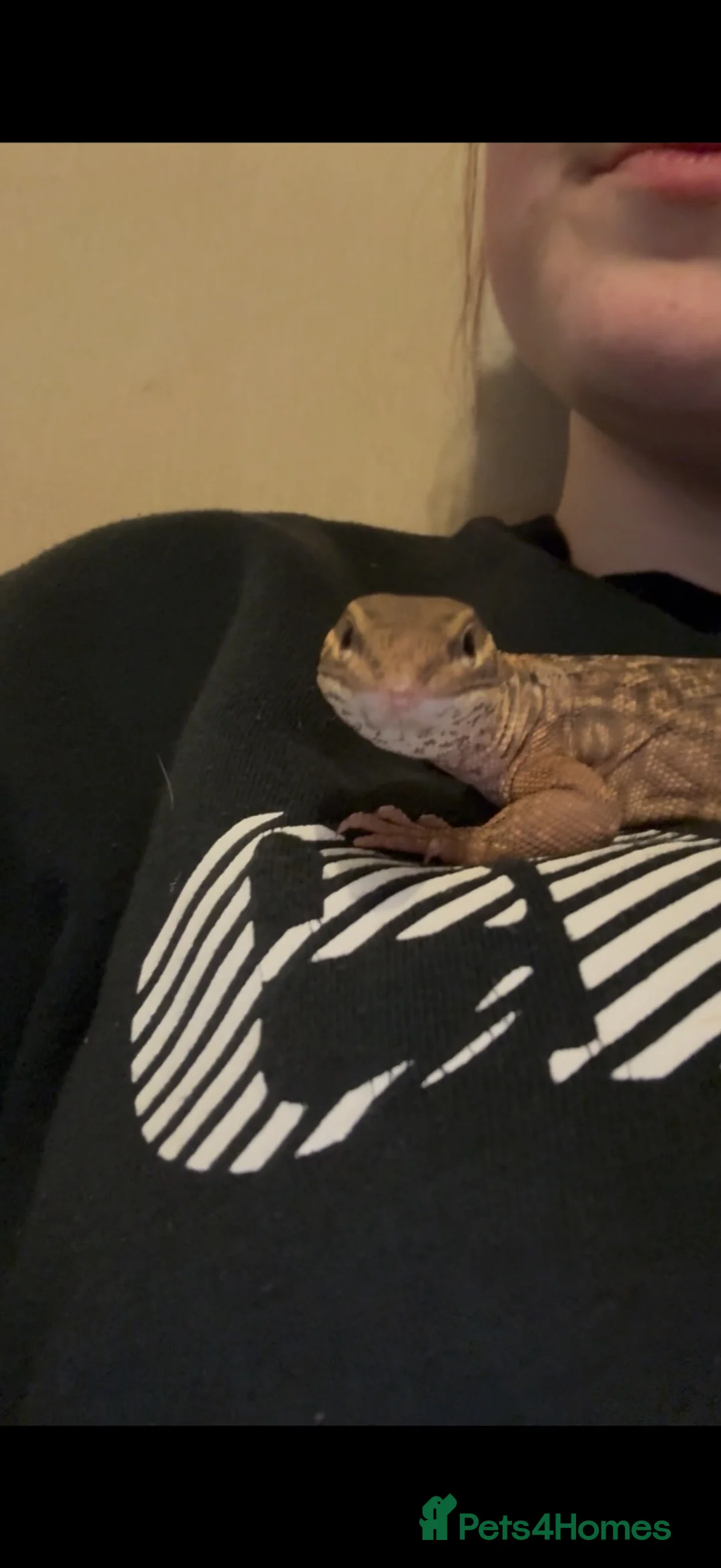 Monitor reptiles for sale: Ackie monitor with full enclosure suspected male  in Milton Keynes - Advert 2