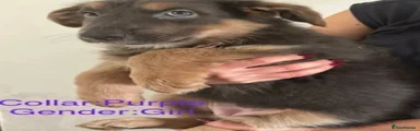 German Shepherd 7