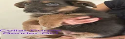 German Shepherd dogs for sale: Stunning German Shepherd Puppies for Sale! - Advert 7