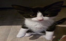 British Longhair cats for sale: 2 female kittens,nearly 4 months old - Image 9
