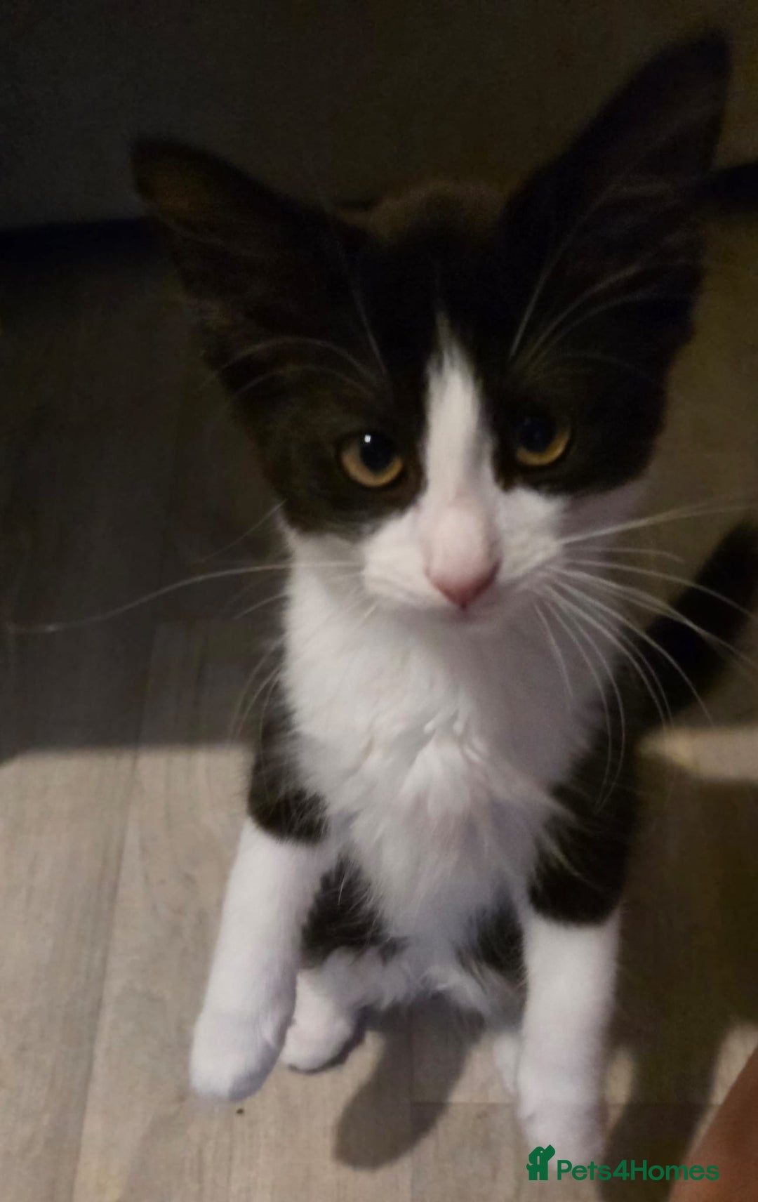 British Longhair cats for sale: 2 female kittens,nearly 4 months old - Image 9