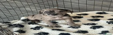 Cane Corso 4