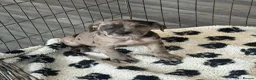 Cane Corso dogs for sale: A Wonderful Litter Of Cane Corso Puppies For Sale - Advert 7