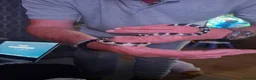 King Snake reptiles for sale: Female king snake for sale - Advert 3