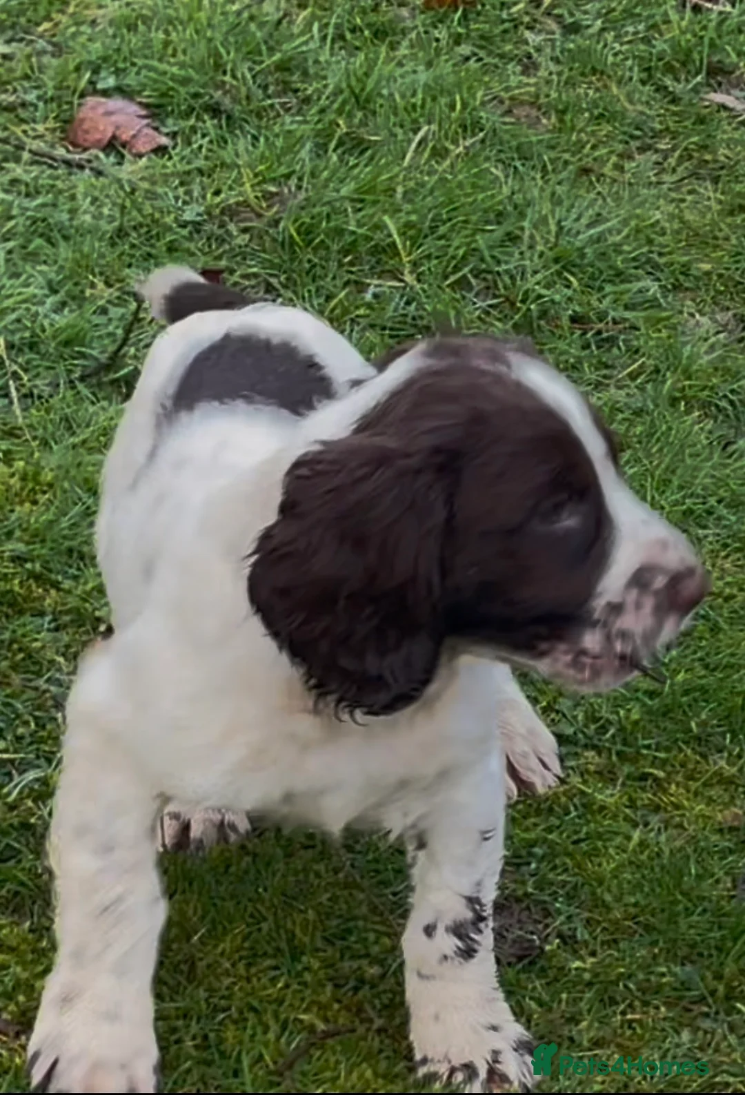 English Springer Spaniel dogs for sale: Dog puppies  - Advert 2