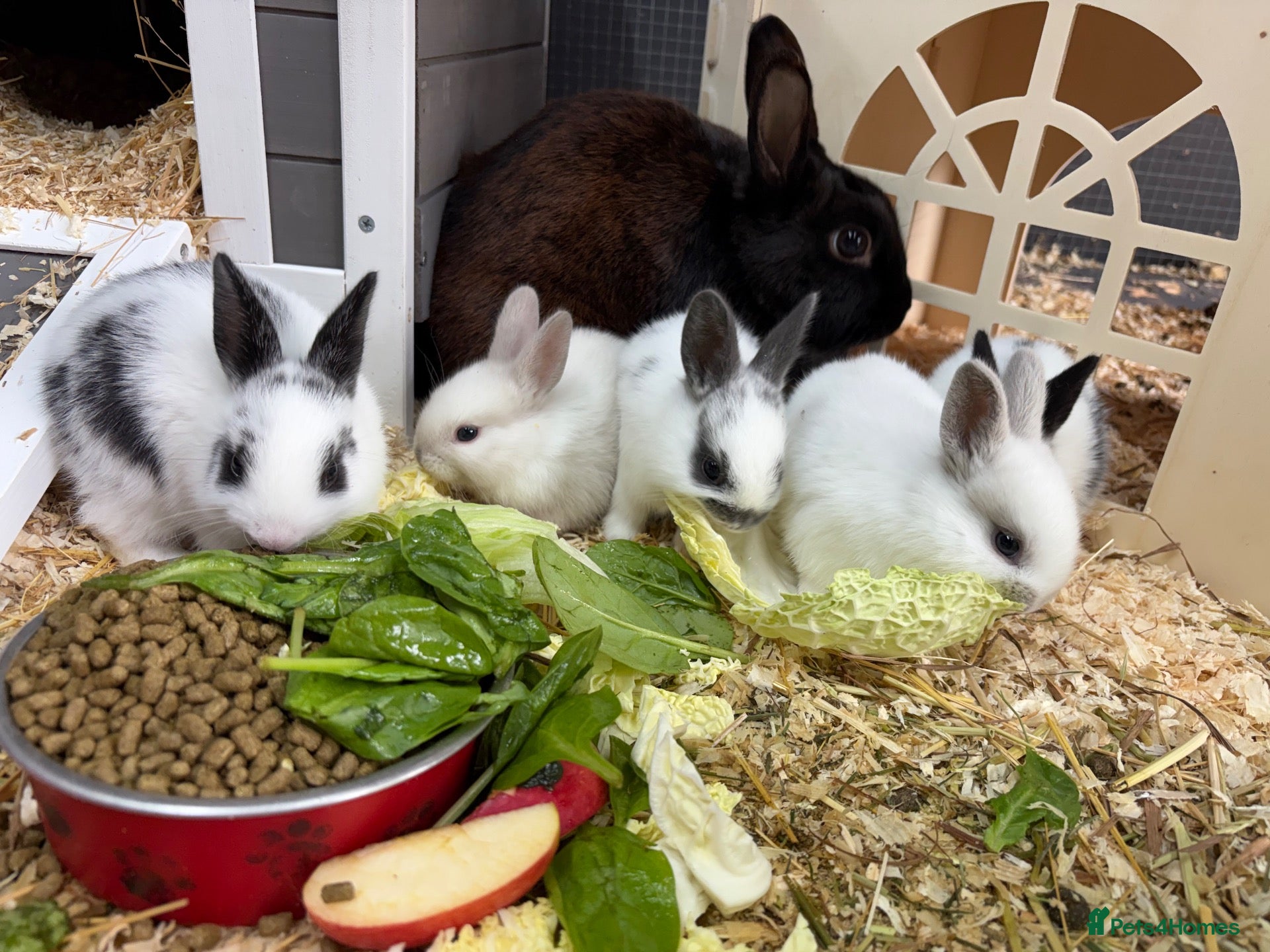 Rex rabbits Rex x Netherland dwarf  - Advert 1