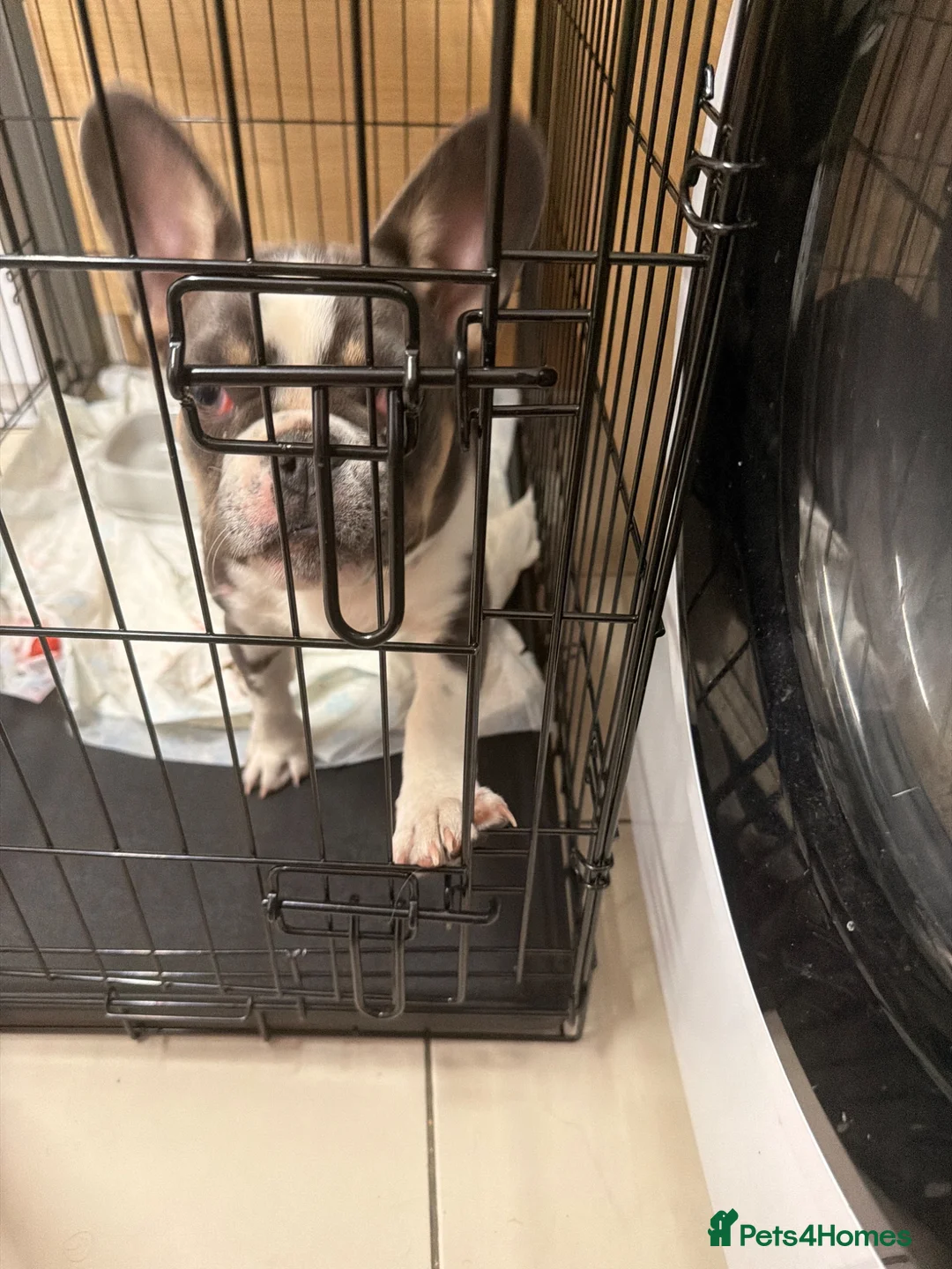 French Bulldog dogs for sale: French bulldog male in London - Advert 2