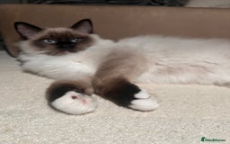 Ragdoll cats for sale: 3 month male ragdoll - Advert 12