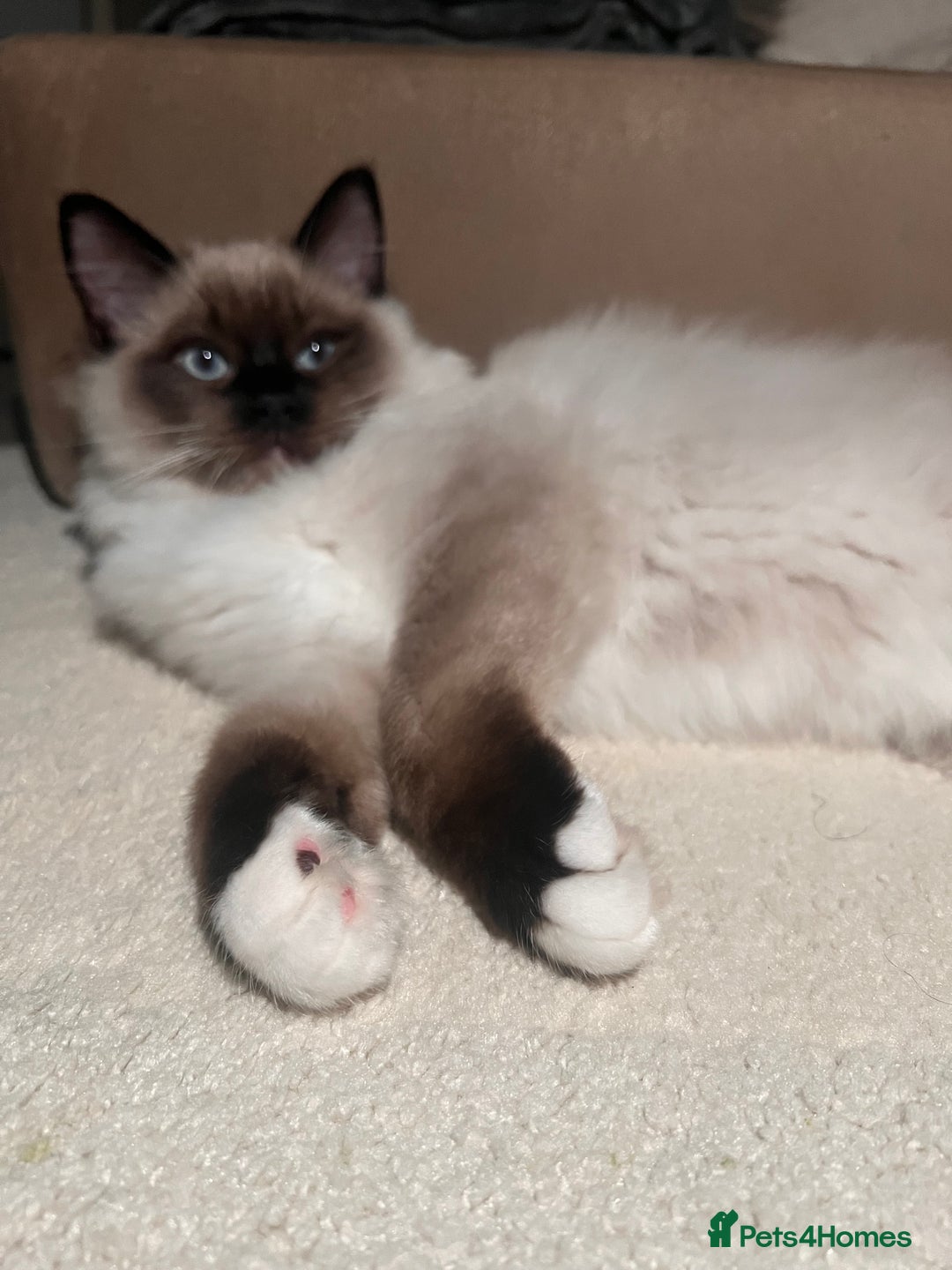 Ragdoll cats for sale: 3 month male ragdoll - Advert 12