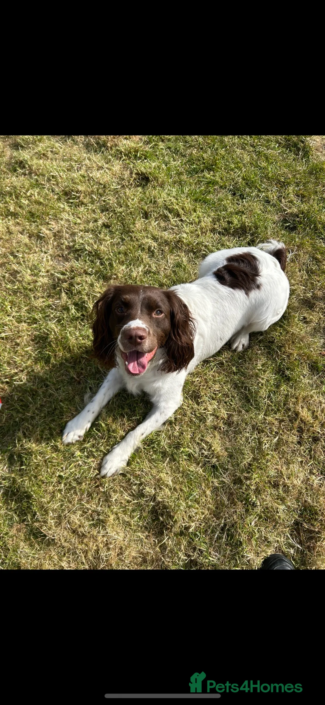 English Springer Spaniel dogs for sale: KC Springer Spaniel Boy - Advert 1